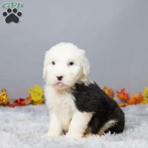 Cameron, Old English Sheepdog Puppy